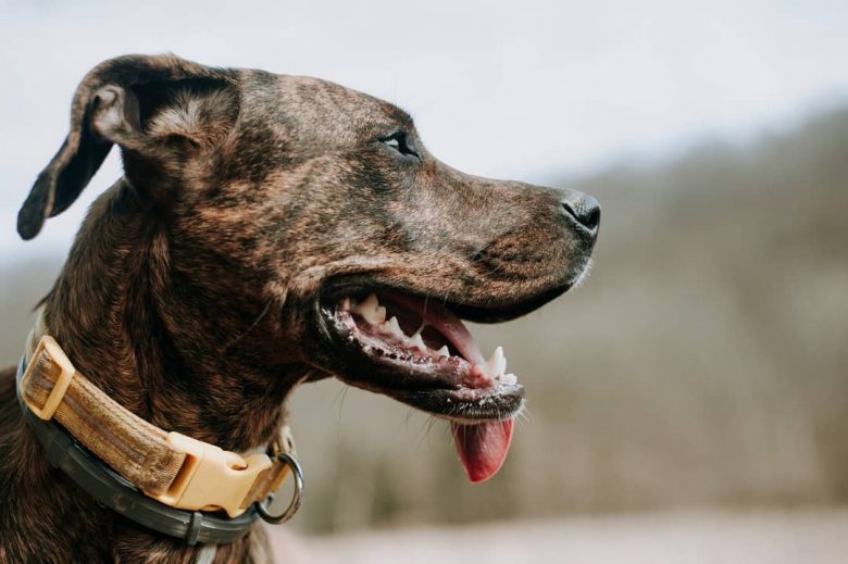 old brindle cur dog