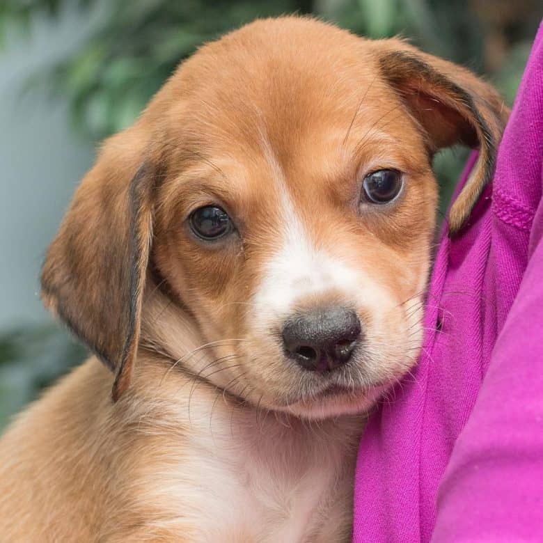 Can You Take A Puppy Home After 6 Weeks
