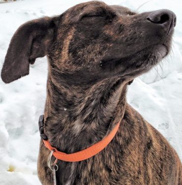 mountain cur dog brindle