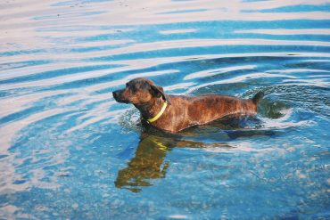 Mountain Cur doing the dog paddle