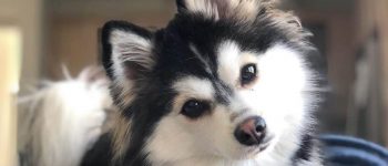 Pomsky portrait