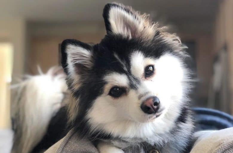Pomsky with its head tilted and looking at the camera