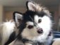 The Pomsky, A Triple-A Crossbreed: Adorable, Active, and Adaptable