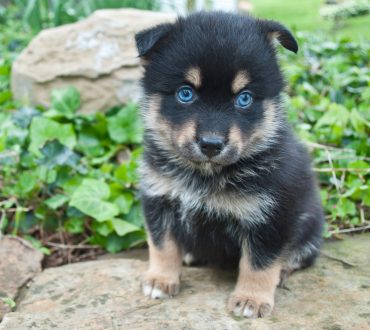 Pomsky puppy with blue eyes sitting on a rock outdoors