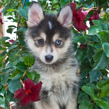 Pomsky with two different colored eyes sitting among leaves
