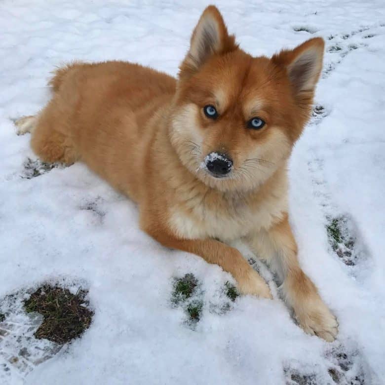 Mya the Pomsky lying in the snow