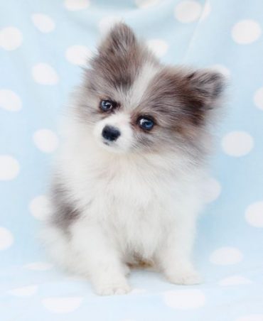 Toy Pomsky sitting and looking at the camera