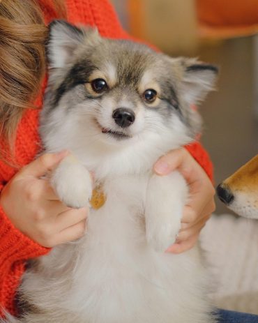 Yuki the Pomsky sitting with his paws up