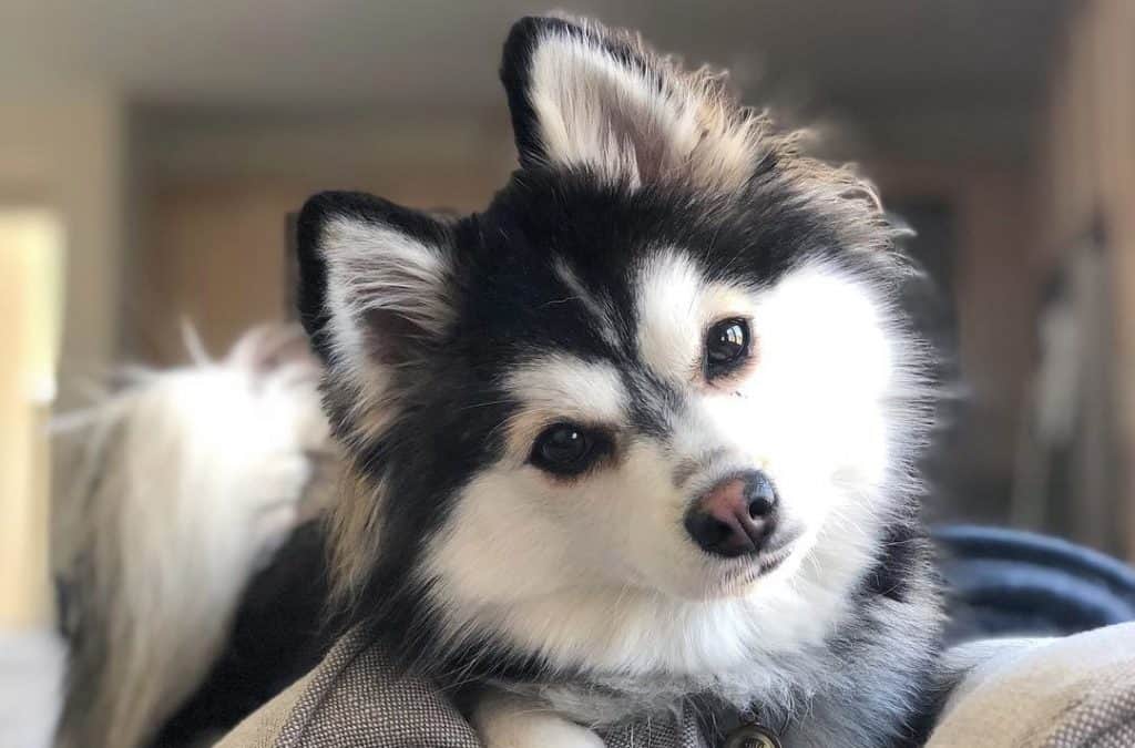 a pomeranian mixed with a husky