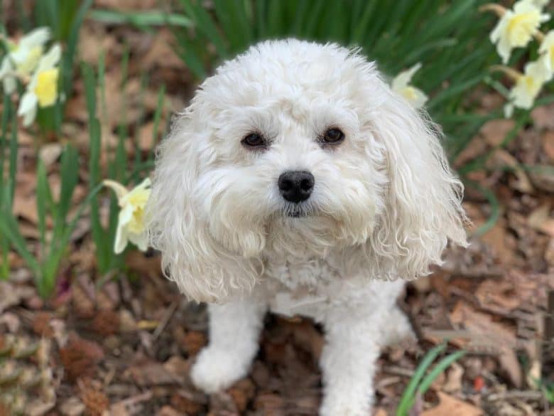 white cavachon dog