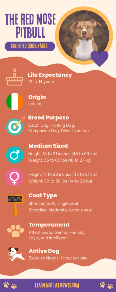 Red Nose Pitbull Infographic