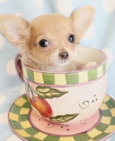 teacup chihuahua fits inside a cup