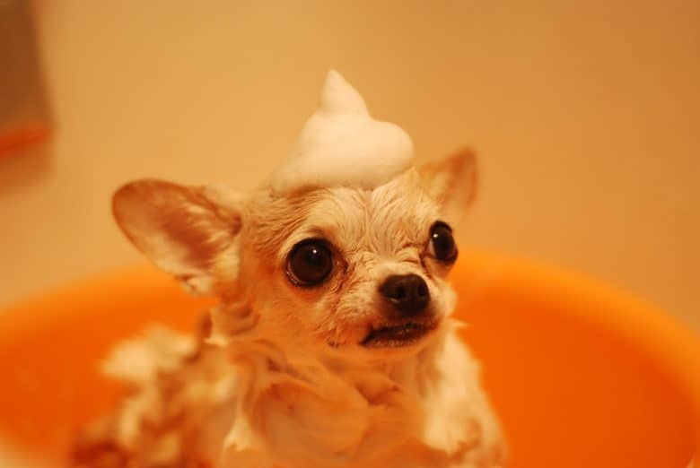 teacup chihuahua taking a bath soap on its head