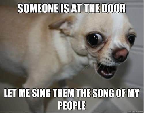 teacup chihuahua meme on barking and yapping