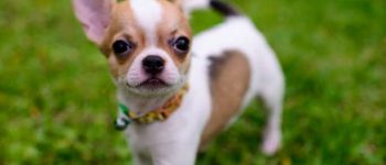 teacup chihuahua outside going for a walk