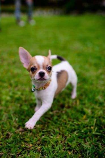 teacup chihuahua outside going for a walk