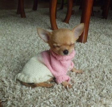 chihuahua de taza con los ojos cerrados con un jersey rosa y una falda blanca