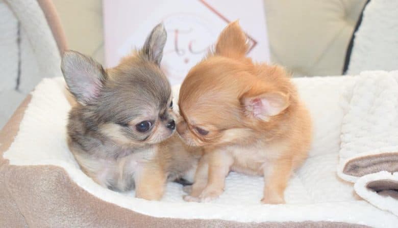 dos simpáticos cachorros de chihuahua teacup
