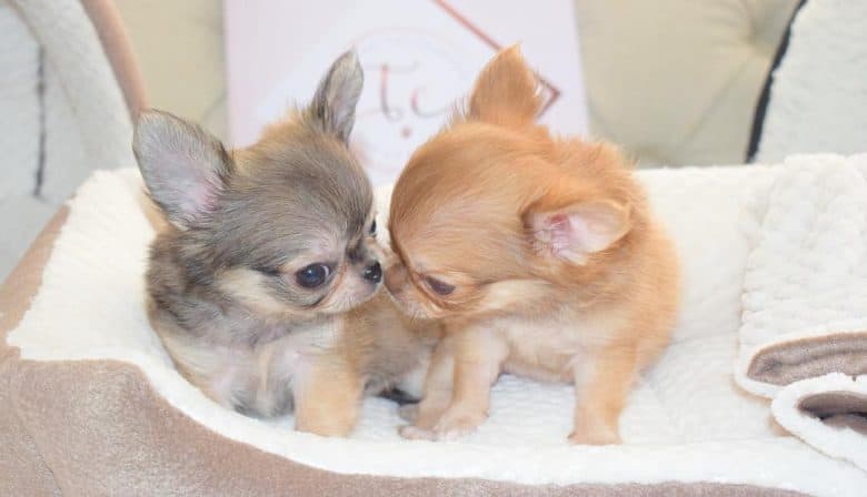 teacup chihuahua breeders