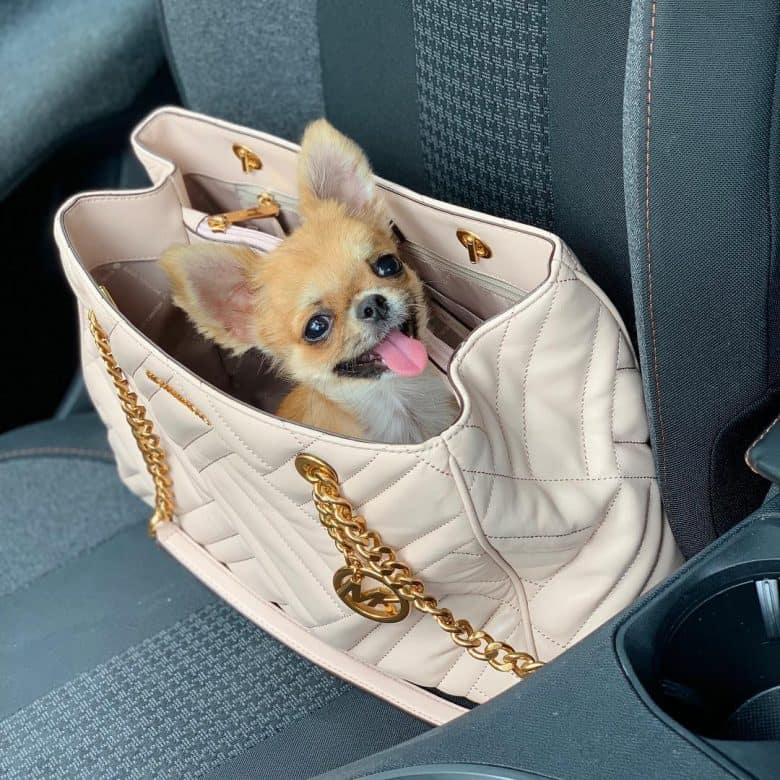 teacup chihuahua en un bolso