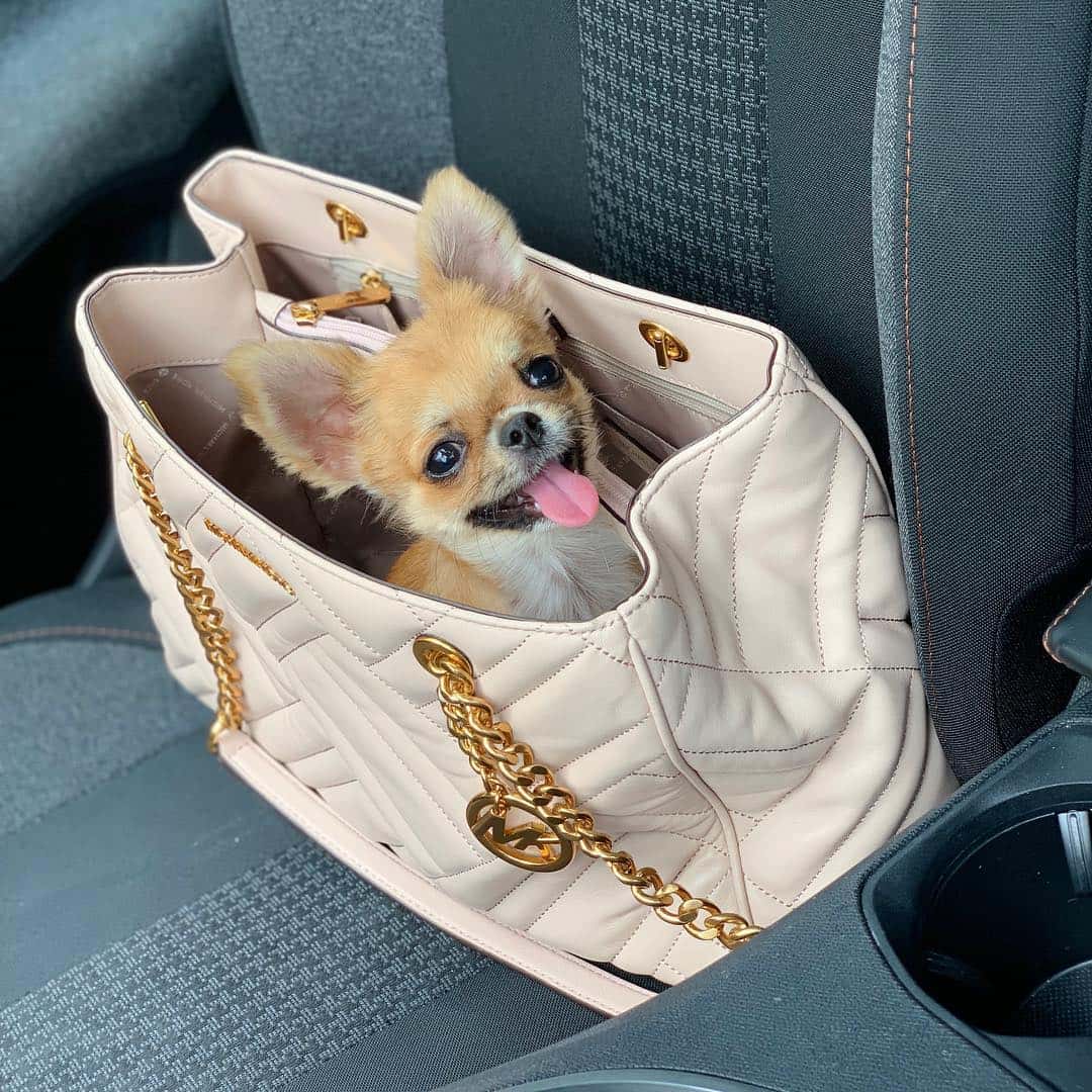 The Teacup Chihuahua: Answering Your Questions About the Smallest Dog