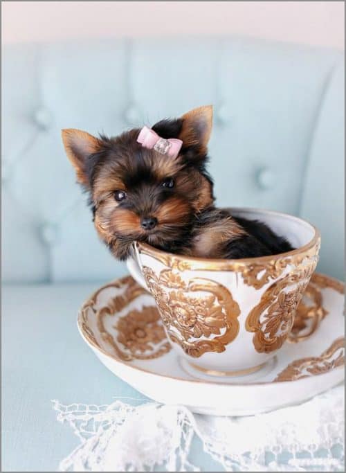 Chihuahua Yorkie Mix Guide to Owning a Chorkie Dog K9 
