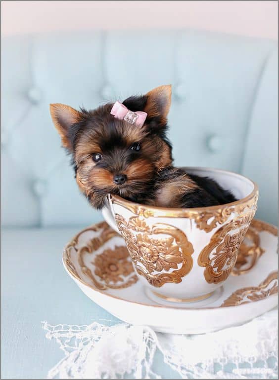 Teacup Chorkie sitting in a cup with a ribbon in its hair