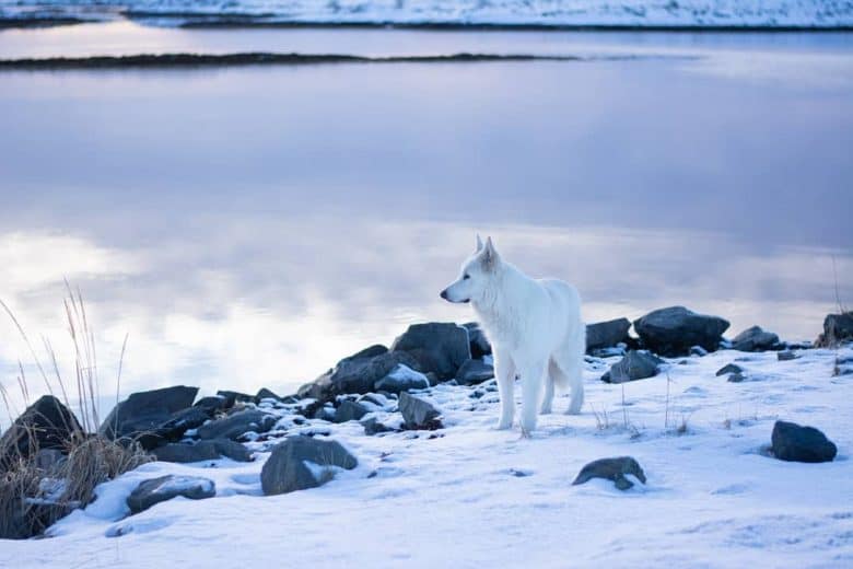 White Shepherd standing in the snow by a lake