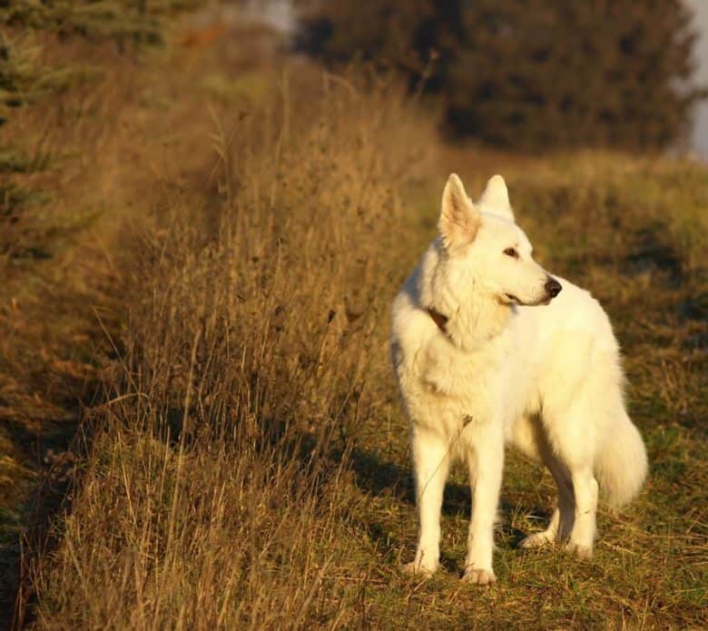 White Shepherd on grasslands