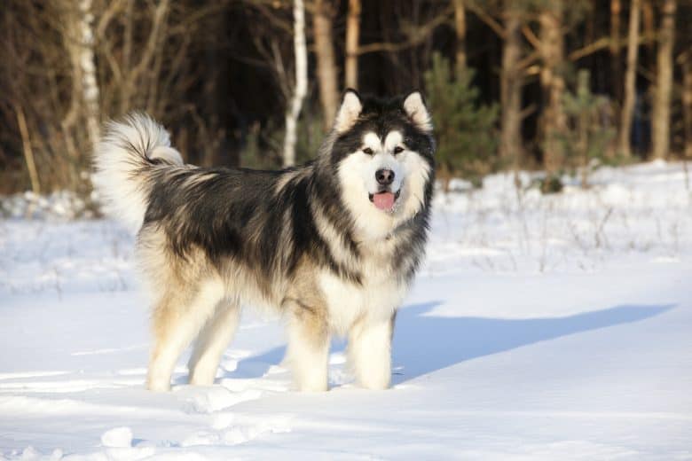 Ein wunderschöner Alaskan Malamute, der auf dem Schnee läuft