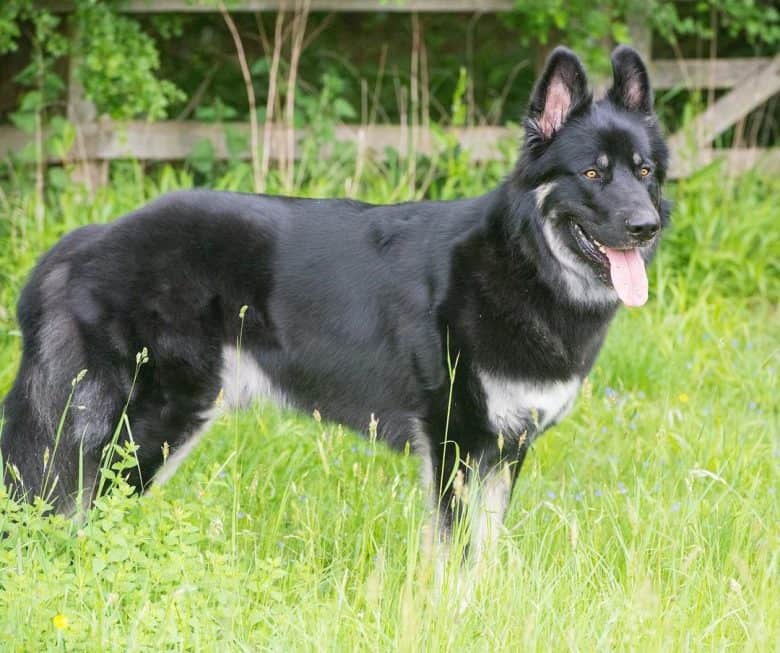 Majestic American Alsatian in the outdoors