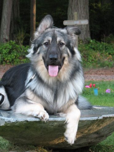 American Alsatian with tongue out relaxing outside