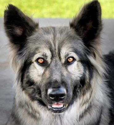 White and black American Alsatian looking at the camera