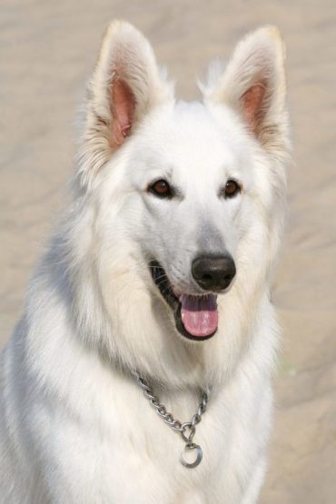 An all white American Alsatian smiling portrait