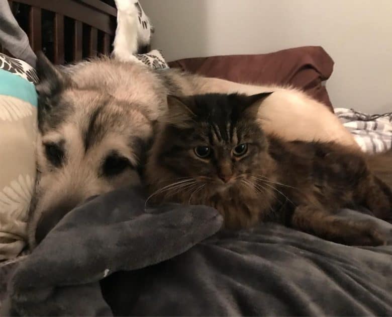 Adult American Alsatian relaxing with a cat on a bed