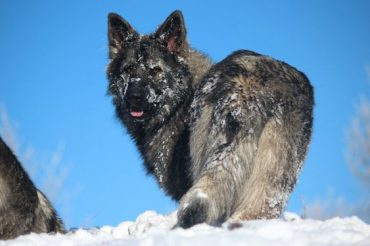 American Alsatian covered in snow during winter
