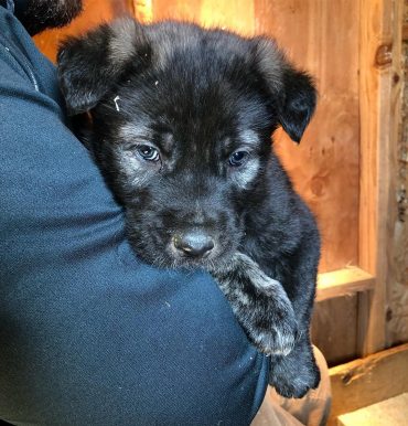 Black American Alsatian pup carried by a human