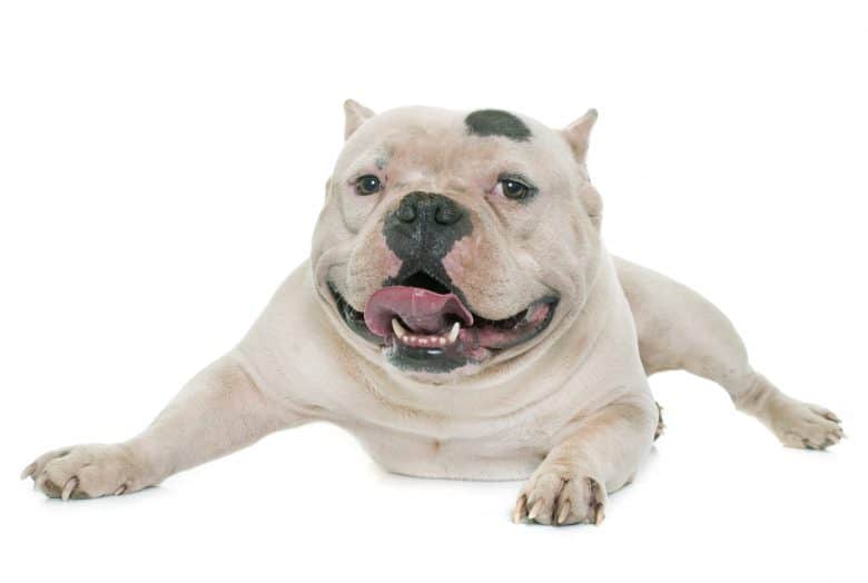 White American Bully lying down