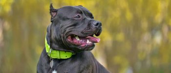 American Bully wearing a green collar