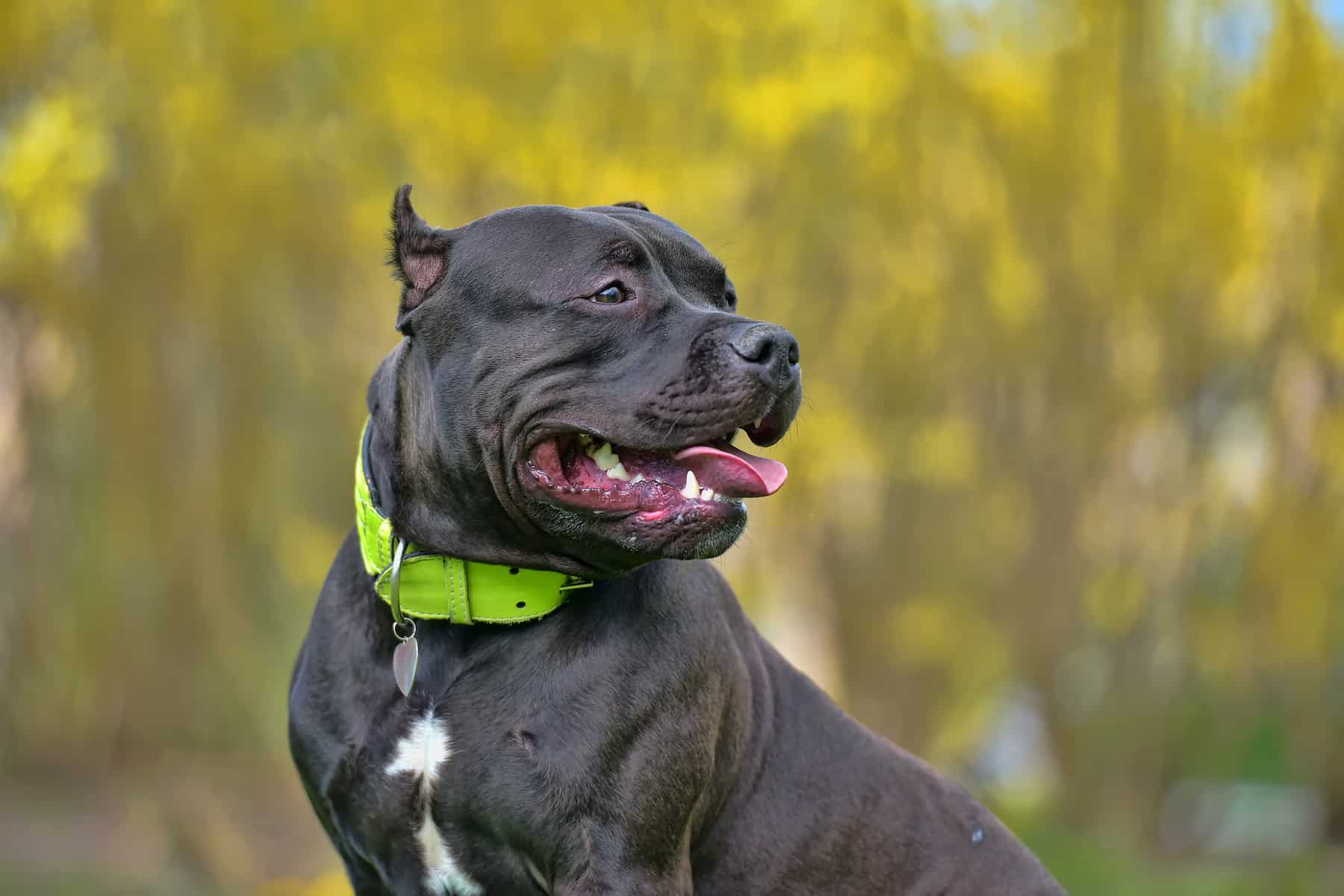 large american bully