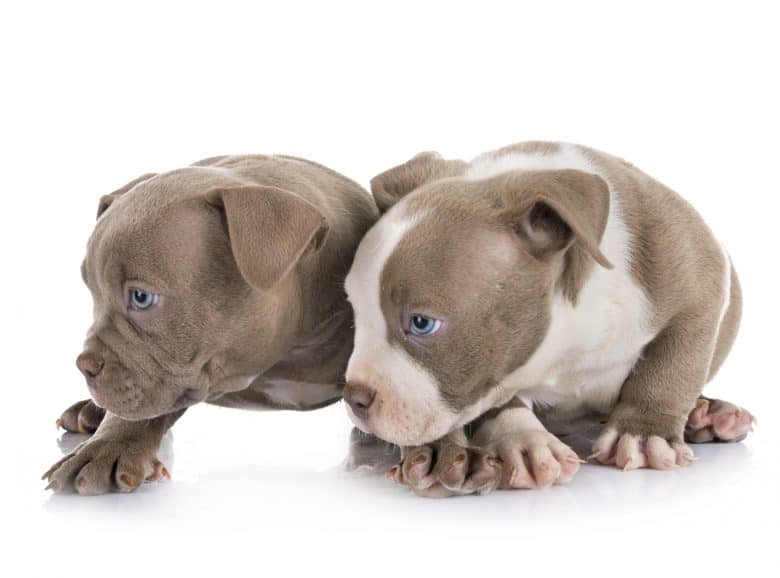 Two American Bully puppies