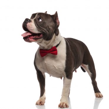 american bully protein