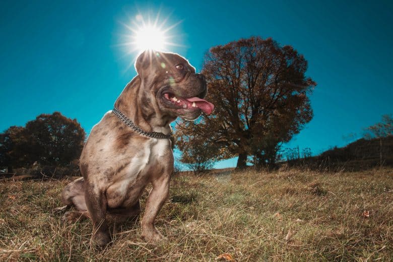 American Bully sitting in the sun