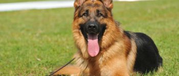 A German Shepherd dog resting on the grass