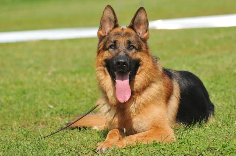 Deutscher Schäferhund, der mit ausgestreckter Zunge auf dem Gras ruht