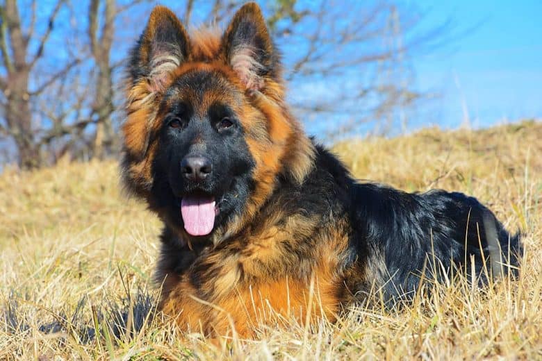 Berger Roi noir et Beige assis sur une colline herbeuse