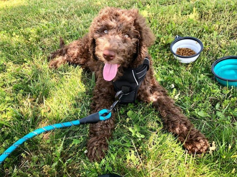 Labradoodle out on a walk, taking a break with dog food and water