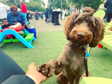 Shaved brown Labradoodle with its paw on its human
