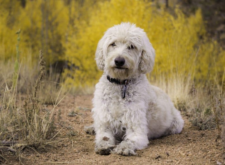 White Labradoodle dog resting on a trail near Sheep Rock in the Front Range of Colorado.