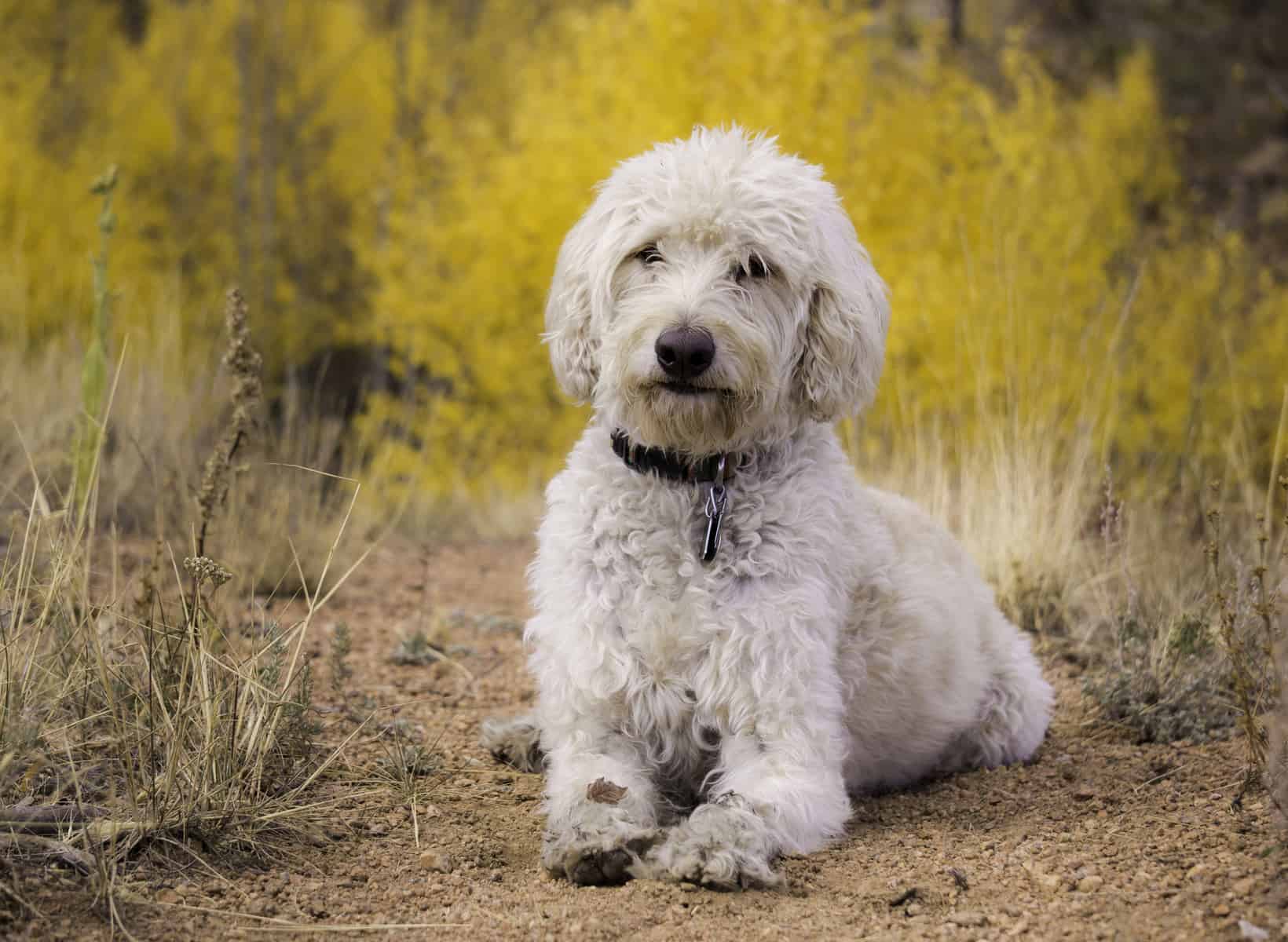 Labradoodle What You Need to Know About The First Doodle K9 